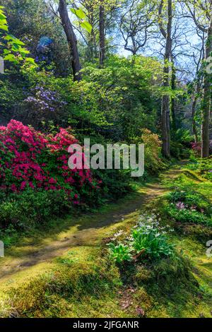 Rododendri ed eritroni colorati in piena fioritura nel giardino alberato di Greencombe, vicino a Porlock, Somerset, Inghilterra, Regno Unito Foto Stock