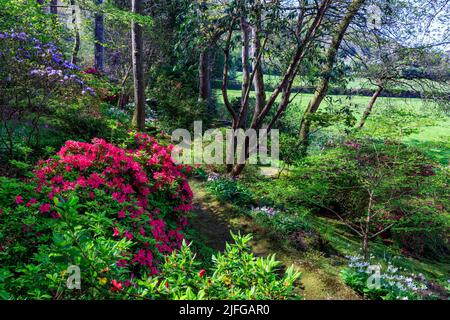 Rododendri colorati ed eritroni in piena fioritura primaverile nel giardino alberato di Greencombe, vicino a Porlock, Somerset, Inghilterra, Regno Unito Foto Stock