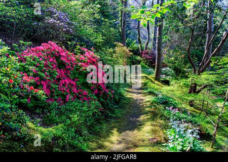 Rododendri colorati ed eritroni in piena fioritura primaverile nel giardino alberato di Greencombe, vicino a Porlock, Somerset, Inghilterra, Regno Unito Foto Stock