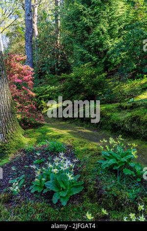 Rododendri colorati ed eritroni in piena fioritura primaverile nel giardino alberato di Greencombe, vicino a Porlock, Somerset, Inghilterra, Regno Unito Foto Stock