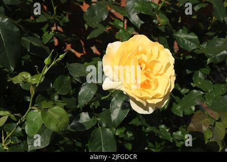 Kastrup/Copenhagen/Denmark/03 July 2022/ Rose fiori e piante di rose nel giardino di decorazione locale a Copenhagen (Photo..Francis Dean/Dean Pictures) Foto Stock
