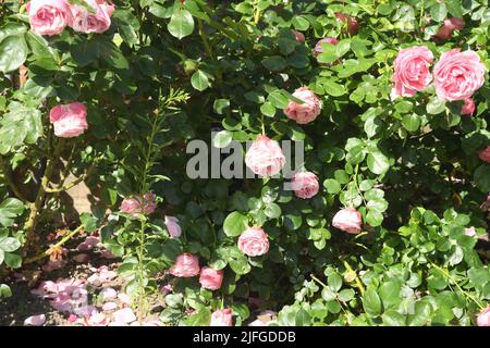 Kastrup/Copenhagen/Denmark/03 July 2022/ Rose fiori e piante di rose nel giardino di decorazione locale a Copenhagen (Photo..Francis Dean/Dean Pictures) Foto Stock