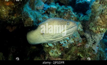 Primo piano ritratto di Moray peek fuori dal suo nascondiglio. Moray Eel dal naso giallo (Gymnothorax nudivomer) Mar Rosso, Egitto Foto Stock