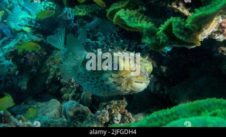 Porcupinefish si nasconde sotto il corallo della lattuga. Ajargo, Porcupinefish gigante o Porcupine macinato (Diodon hystrix) e Letuce corallo o giallo Foto Stock