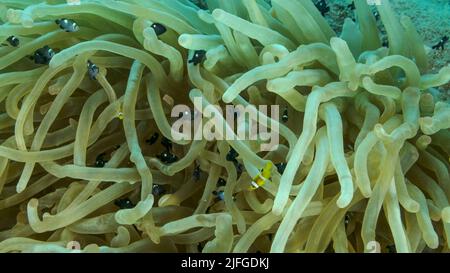 Il pesce pagliaccio e la scuola di damigella nuotano su Bubble Anemone. Anemonefish del Mar Rosso (anemonefish di Amphiprion bicinctus) e pesci di damigella del domino (troma di Dascyllus Foto Stock