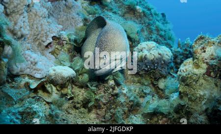 Primo piano ritratto di Moray peek fuori dal suo nascondiglio. Moray Eel dal naso giallo (Gymnothorax nudivomer) Mar Rosso, Egitto Foto Stock