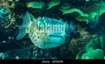 Porcupinefish si nasconde sotto il corallo della lattuga. Ajargo, Porcupinefish gigante o Porcupine macinato (Diodon hystrix) e Letuce corallo o giallo Foto Stock