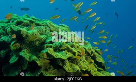 Scuola di Lyretail Anthias o Sea Goldie (Pseudanthias squamipinnis) nuota vicino al corallo della lattuga o al corallo del rotolo giallo (Turbinaria reniformis). Mare rosso, Foto Stock