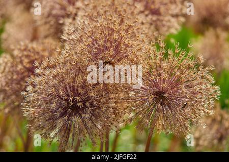 Teste di semi di aglio giganti essiccate Foto Stock