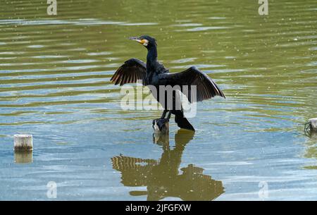 Singolo Portarit Black Gannet acqua di mare uccello percepito in mezzo al lago d'acqua su palo di legno con ali a forma di croce e pieno refelecion in Foto Stock