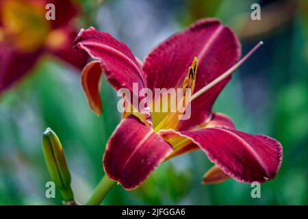 Colorfull giorno fiore giglio primo piano Hemerocallis Foto Stock
