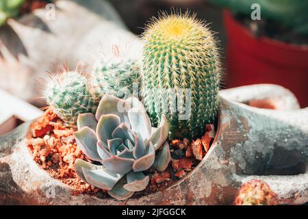 Vari piccoli cactus in una pentola. Primo piano. Foto Stock