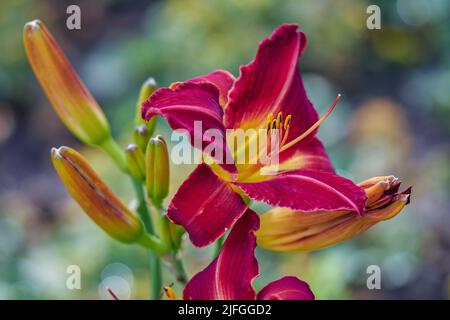 Colorfull giorno fiore giglio primo piano Hemerocallis Foto Stock