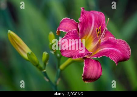 Colorfull giorno fiore giglio primo piano Hemerocallis Foto Stock