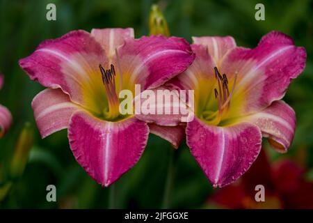 Colorfull giorno fiore giglio primo piano Hemerocallis Foto Stock