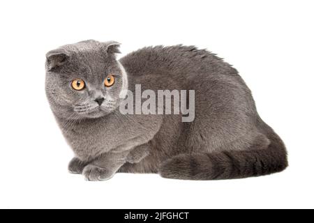 Gatto grigio britannico bello isolato su sfondo bianco Foto Stock