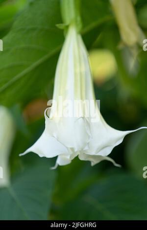 Beautiful Brugmansia - Angeli Trumpets Fiori fioriti nel loro ambiente naturale nel giardino Foto Stock