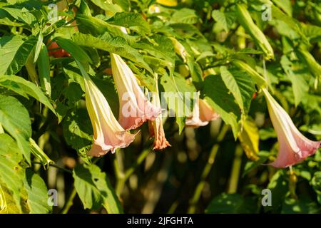 Beautiful Brugmansia - Angeli Trumpets Fiori fioriti nel loro ambiente naturale nel giardino Foto Stock