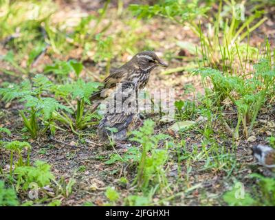 L'uccello di legno Redwing, Turdus iliacus, nutre il pulcino di lombrichi sul terreno. Un pulcino adulto ha lasciato il nido ma i suoi genitori continuano a prendersi cura o Foto Stock