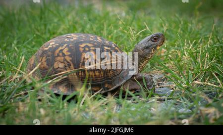 Una tartaruga di scatola maschio che si muove attraverso l'erba. Foto Stock