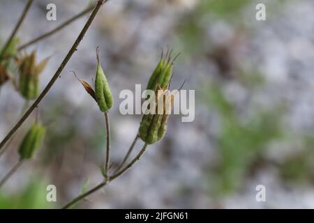 Un primo piano di teste di semi di fiore in un giardino Foto Stock