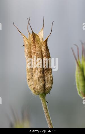 Un primo piano di teste di semi di fiore in un giardino Foto Stock