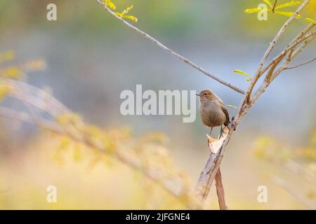 Un primo colpo di rapina indiana che perching su ramo di albero isolato in sfondo sfocato Foto Stock