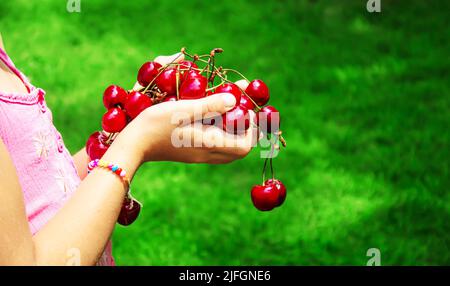 Un bambino raccoglie le ciliegie nel giardino. Messa a fuoco selettiva. Cibo. Foto Stock