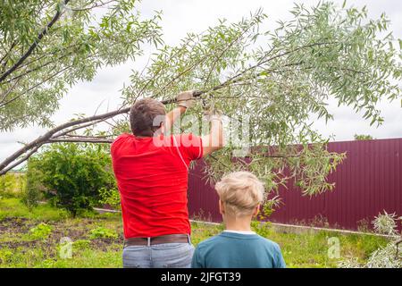 Padre e figlio lavorano nel giardino. Un uomo sega un ramo su un albero. Potatura dell'albero di primavera. Foto Stock