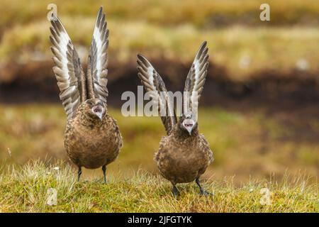 Grande Skuas (Stercorarius skua) chiamata e mostra, Saxavord, Unst, Isole Shetland Foto Stock