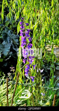 Primo piano di bellissimi fiori di Delphinium elatum noto anche come Delphinium alpino, candela larkspur, Alpino Larkspur, Bee larkspur ecc Spoted in ooty Foto Stock