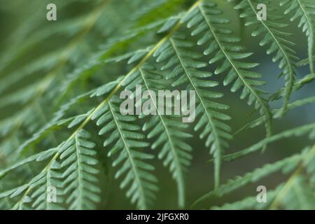 Evergreen feln Cibotium barometz o catena di erbe medicinali Fern Woodwardia Fimbriata o Giant Chain Fern Foto Stock