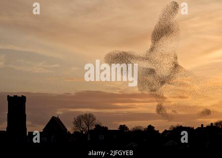 Murmurazione di Starling su Carmarthen, Galles, Regno Unito Foto Stock