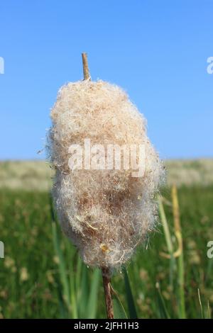 Comune di giunco (Typha latifolia) Foto Stock