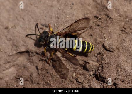 Digger Wasp con coda di sabbia - Cerceris arenaria - maschio South Stack RSPB Reserve, Anglesey Foto Stock