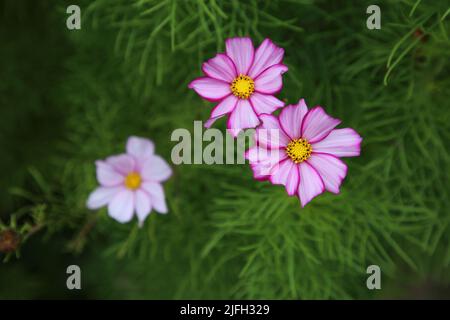 Cosmo rosa brillante aka fiori di montagna (pinna: kosmos kukka) in un'immagine closeup con alcuni verdi sullo sfondo. Splendidi fiori primaverili fotografati. Foto Stock