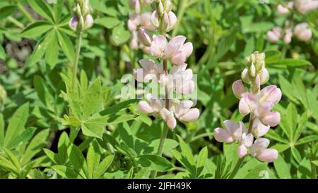 Bellissimo fiore lupino con sfondo verde. Noto anche come Lupinus texensis, albus. Avvistato a ooty, india Foto Stock