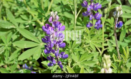 Bellissimo fiore lupino con sfondo verde. Noto anche come Lupinus texensis, albus. Avvistato a ooty, india Foto Stock