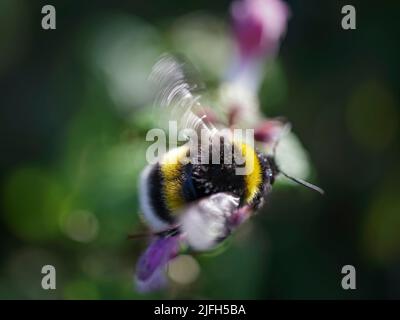 Ape in volo tra i fiori durante la sua attività di raccolta di polline e nettare Foto Stock