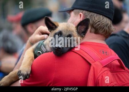 Un cucciolo di pastore tedesco riposa la testa sulla spalla dell'uomo durante un evento al National War Memorial di Ottawa, Ontario. Foto Stock