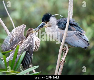 L'uccello Notturno nero-coronato di Heron che allatta il bambino sul nido che mostra le ali sparse con uno sfondo sfocato nel relativo ambiente. Famiglia Heron. Verticale Foto Stock