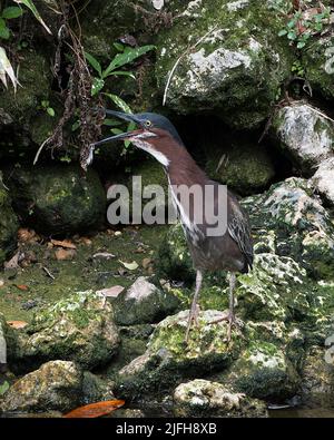 Erone verde urlando o cantando con un becco aperto, in piedi su rocce muschio che mostra il suo colore piumaggio blu verde piuma, corpo, becco, testa, occhio, piedi Foto Stock