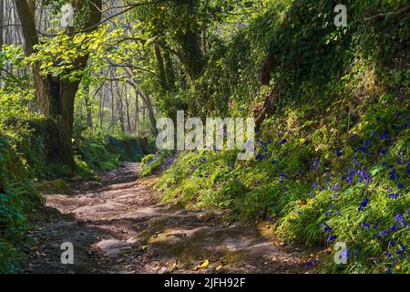 Bluebells inglesi (Hyacinthoides non-scripta) da un sentiero di pietra che conduce attraverso il bosco inglese al sole del pomeriggio. Foto Stock