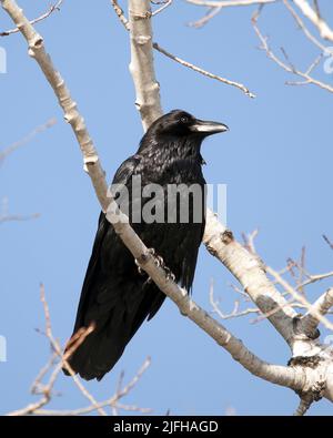 Raven arroccato su un ramo di albero che mostra piumaggio di piuma nera, coda, becco, occhio con uno sfondo sfocato nel suo habitat circostante con un cielo blu schiena. Foto Stock