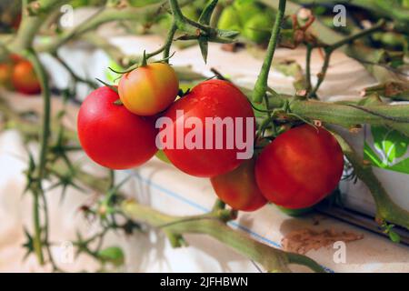 Doha, Città del Messico, Qatar. 3rd luglio 2022. 3 luglio 2022, Doha, Qatar: Dettaglio dei pomodori freschi rossi durante la stagione di raccolta nella zona serra. Il 3 luglio 2022 a Doha, Qatar. (Credit Image: © Sidhik Keerantakath/eyepix via ZUMA Press Wire) Foto Stock