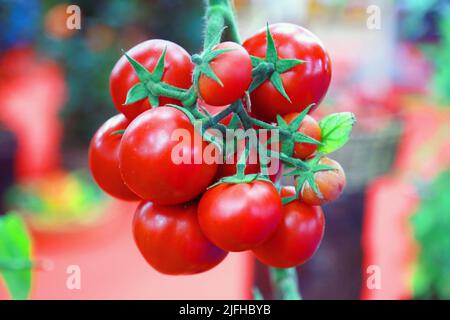 Doha, Città del Messico, Qatar. 3rd luglio 2022. 3 luglio 2022, Doha, Qatar: Dettaglio dei pomodori freschi rossi durante la stagione di raccolta nella zona serra. Il 3 luglio 2022 a Doha, Qatar. (Credit Image: © Sidhik Keerantakath/eyepix via ZUMA Press Wire) Foto Stock