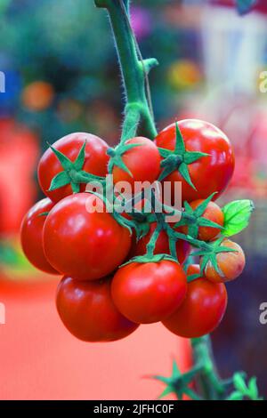 Doha, Città del Messico, Qatar. 3rd luglio 2022. 3 luglio 2022, Doha, Qatar: Dettaglio dei pomodori freschi rossi durante la stagione di raccolta nella zona serra. Il 3 luglio 2022 a Doha, Qatar. (Credit Image: © Sidhik Keerantakath/eyepix via ZUMA Press Wire) Foto Stock