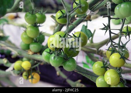 Doha, Città del Messico, Qatar. 3rd luglio 2022. 3 luglio 2022, Doha, Qatar: Dettaglio dei pomodori verdi durante la stagione di raccolta nella zona serra. Il 3 luglio 2022 a Doha, Qatar. (Credit Image: © Sidhik Keerantakath/eyepix via ZUMA Press Wire) Foto Stock