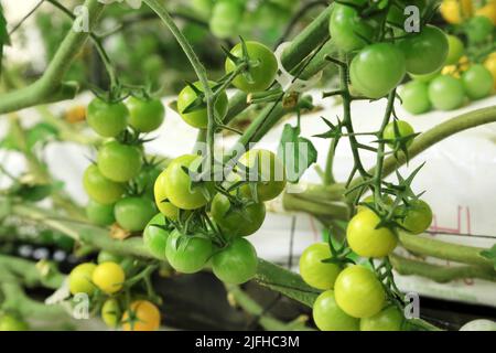 Doha, Città del Messico, Qatar. 3rd luglio 2022. 3 luglio 2022, Doha, Qatar: Dettaglio dei pomodori verdi durante la stagione di raccolta nella zona serra. Il 3 luglio 2022 a Doha, Qatar. (Credit Image: © Sidhik Keerantakath/eyepix via ZUMA Press Wire) Foto Stock