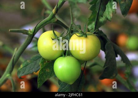 Doha, Città del Messico, Qatar. 3rd luglio 2022. 3 luglio 2022, Doha, Qatar: Dettaglio dei pomodori verdi durante la stagione di raccolta nella zona serra. Il 3 luglio 2022 a Doha, Qatar. (Credit Image: © Sidhik Keerantakath/eyepix via ZUMA Press Wire) Foto Stock